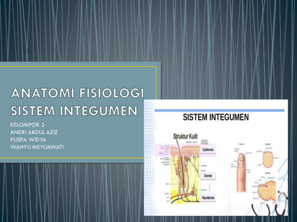 Detail Gambar Sistem Integumen Nomer 26