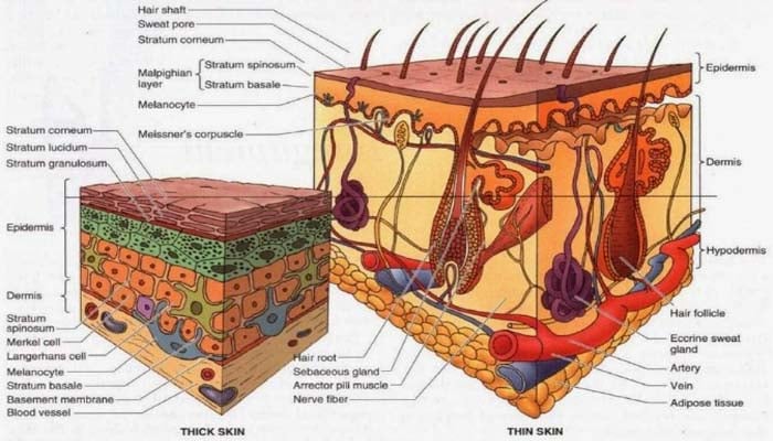 Detail Gambar Sistem Integumen Nomer 4