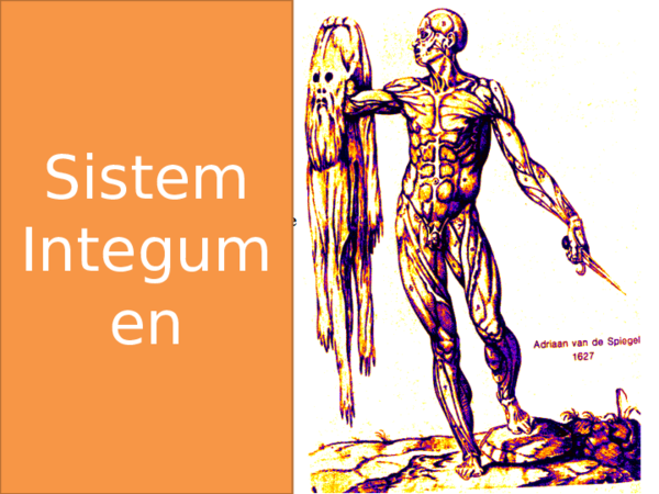 Detail Gambar Sistem Integumen Nomer 29