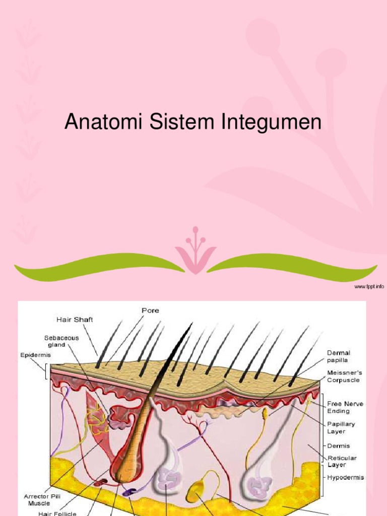 Detail Gambar Sistem Integumen Nomer 34