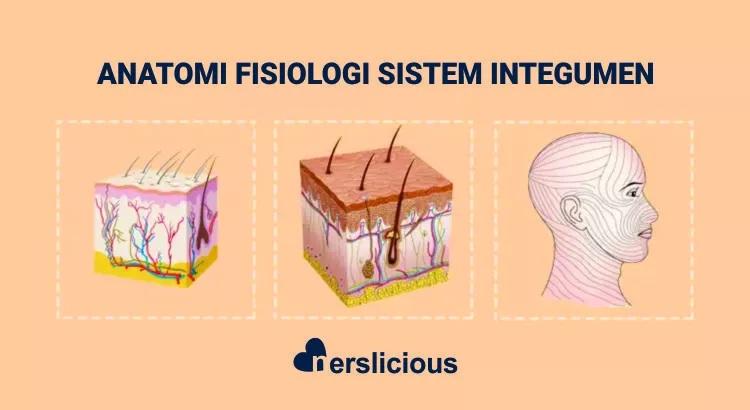 Detail Gambar Sistem Integumen Nomer 5