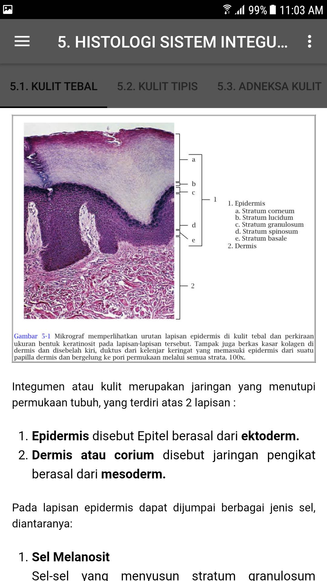 Detail Gambar Sistem Integumen Nomer 37