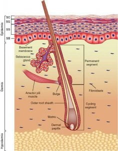 Detail Gambar Sistem Integumen Nomer 38