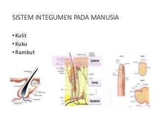 Detail Gambar Sistem Integumen Nomer 40