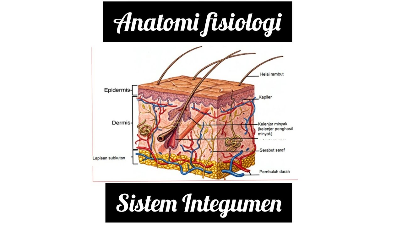 Detail Gambar Sistem Integumen Nomer 44