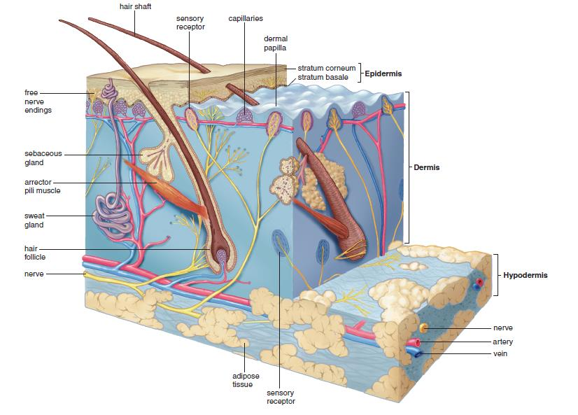 Detail Gambar Sistem Integumen Nomer 6