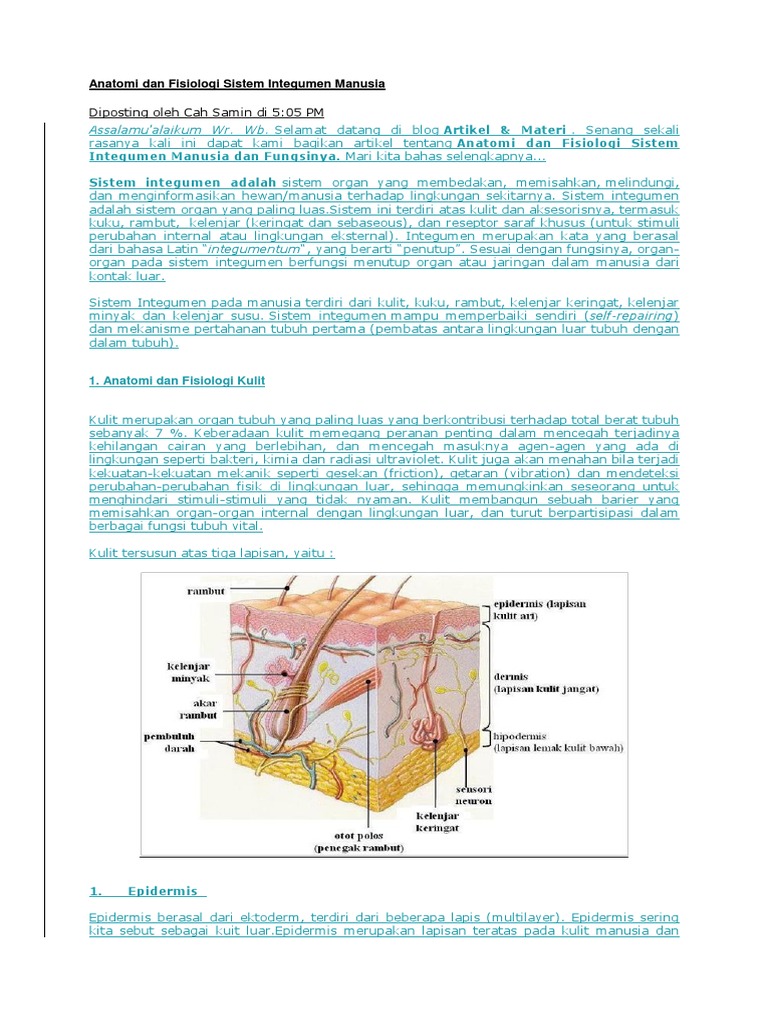 Detail Gambar Sistem Integumen Nomer 47