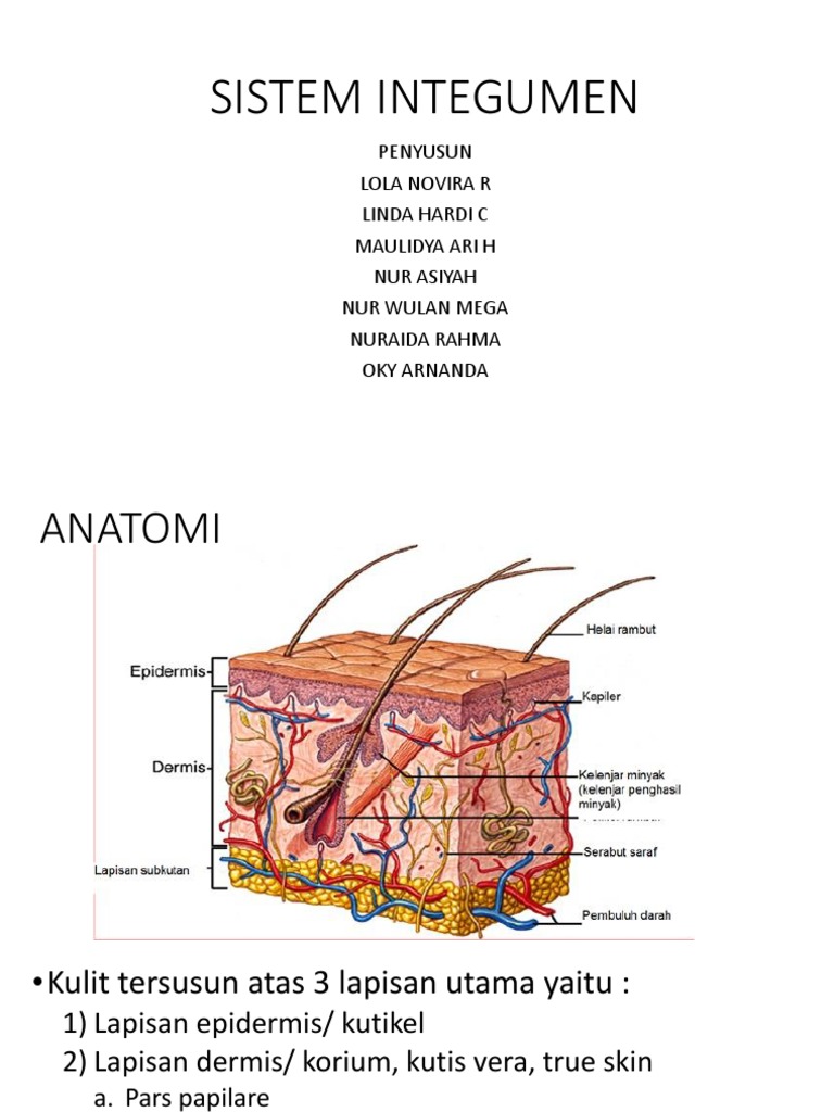 Detail Gambar Sistem Integumen Nomer 49