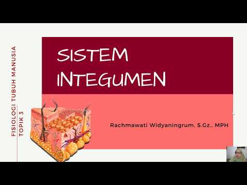 Detail Gambar Sistem Integumen Nomer 50