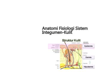 Detail Gambar Sistem Integumen Nomer 52