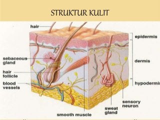 Detail Gambar Sistem Integumen Nomer 7