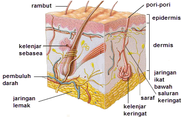 Detail Gambar Sistem Integumen Nomer 8