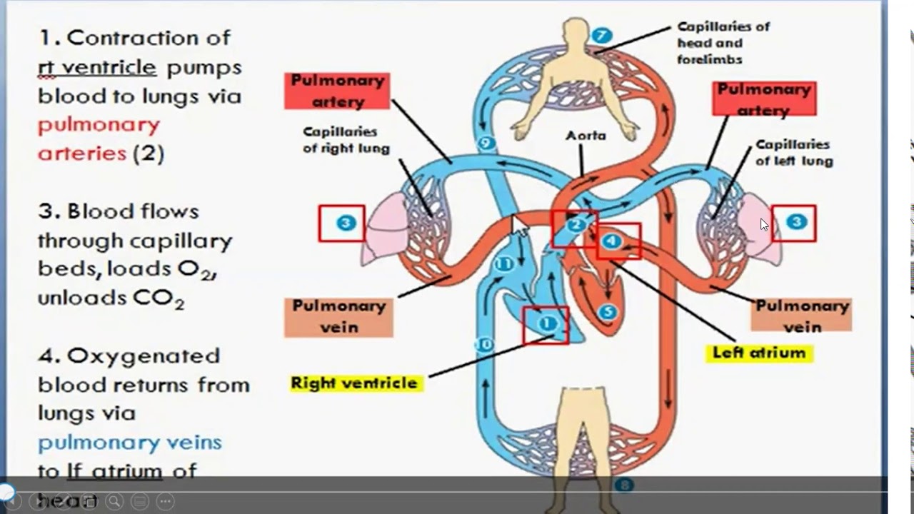 Detail Gambar Sistem Kardiovaskular Nomer 2