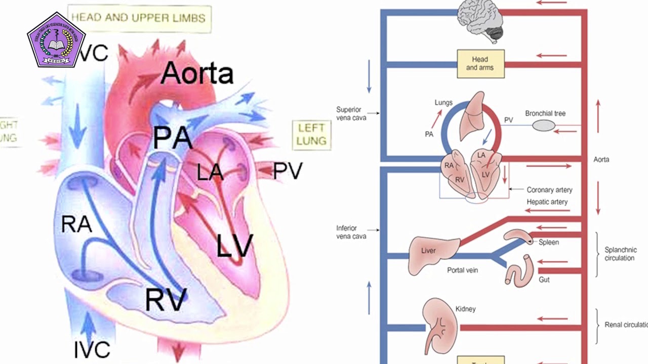 Detail Gambar Sistem Kardiovaskular Nomer 14