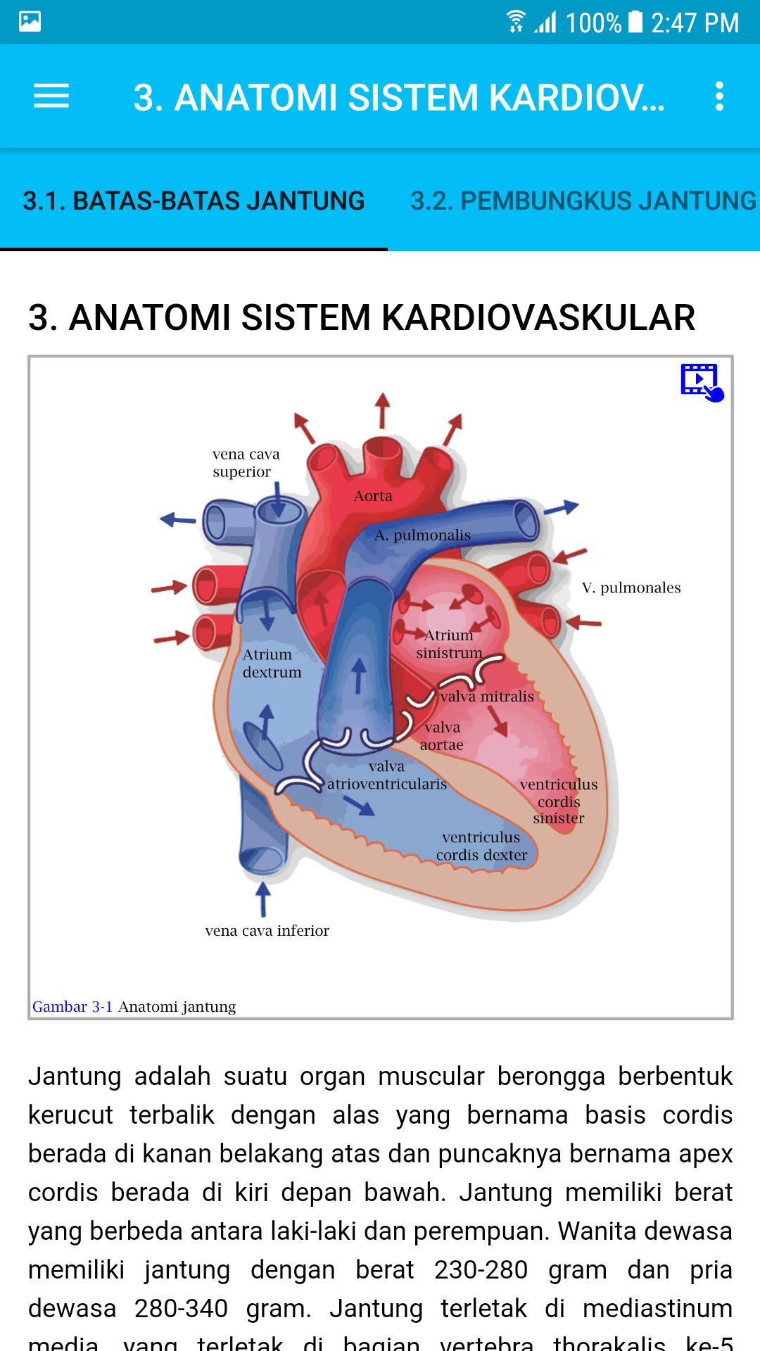 Detail Gambar Sistem Kardiovaskular Nomer 17