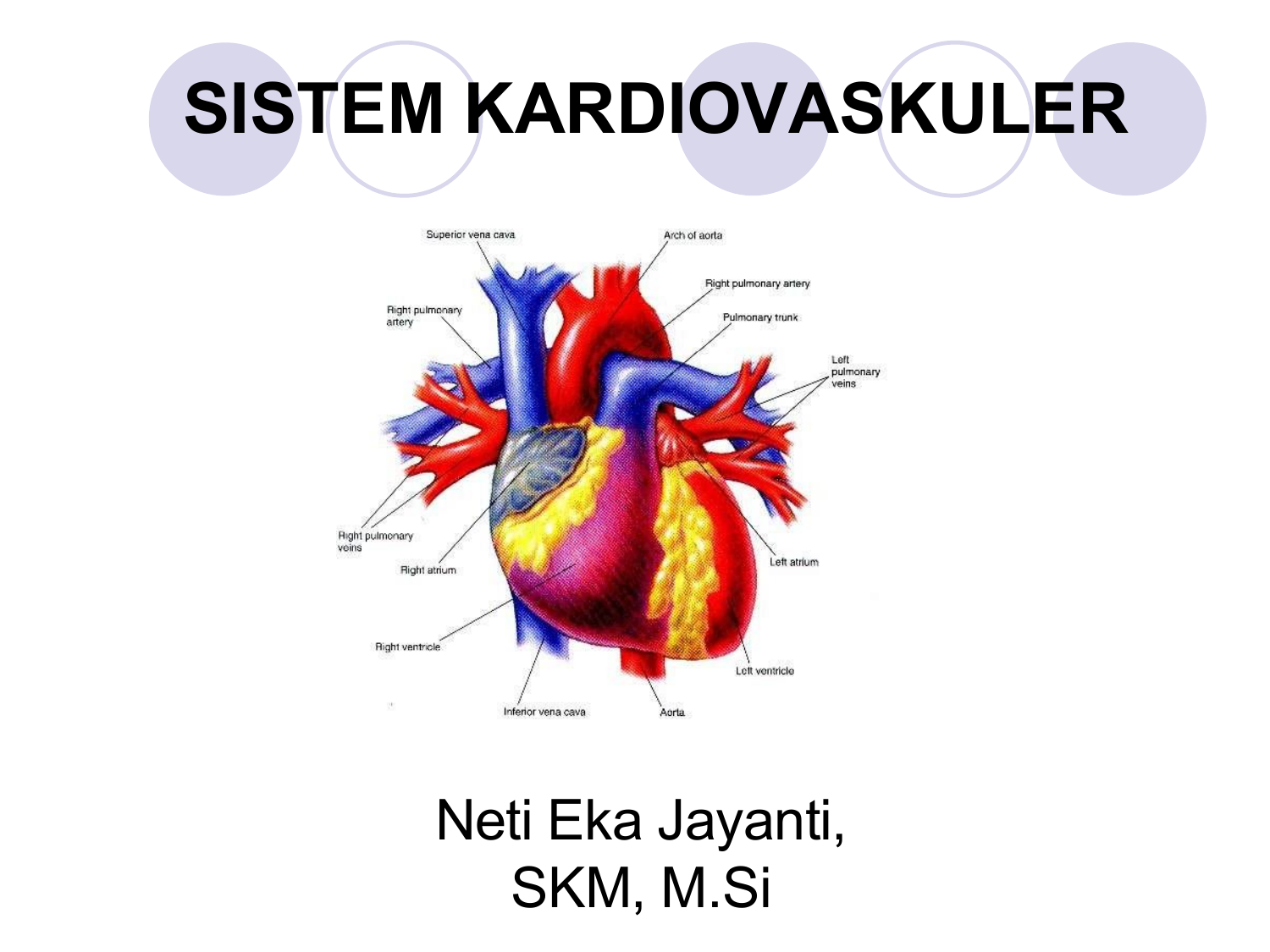 Detail Gambar Sistem Kardiovaskular Nomer 20