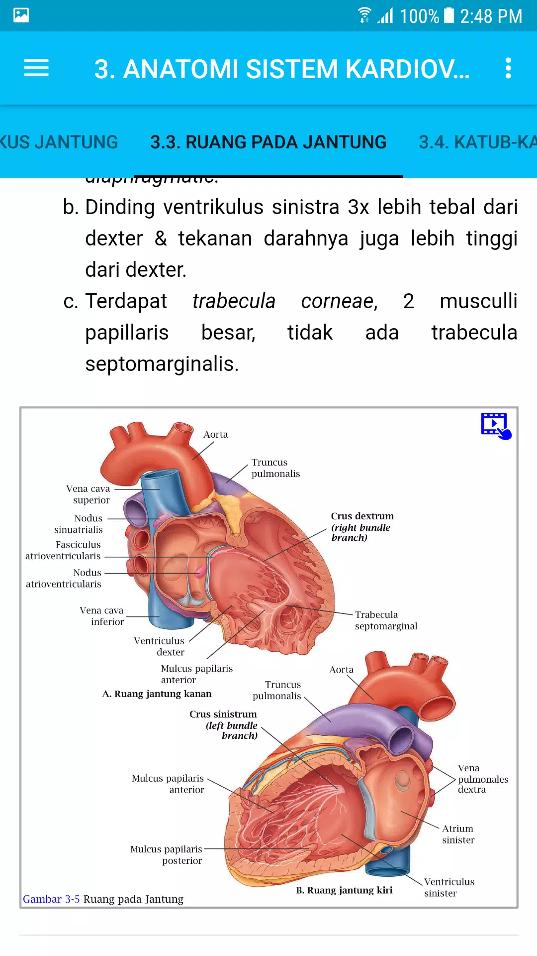 Detail Gambar Sistem Kardiovaskular Nomer 23