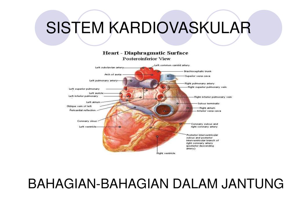Detail Gambar Sistem Kardiovaskular Nomer 30