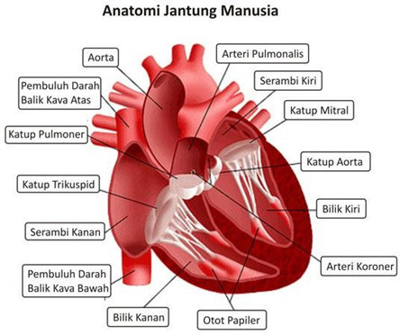 Detail Gambar Sistem Kardiovaskular Nomer 5