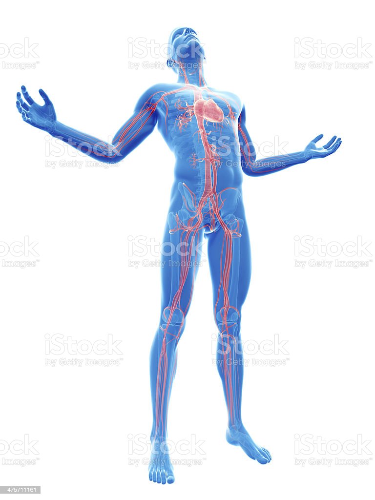 Detail Gambar Sistem Kardiovaskular Nomer 46