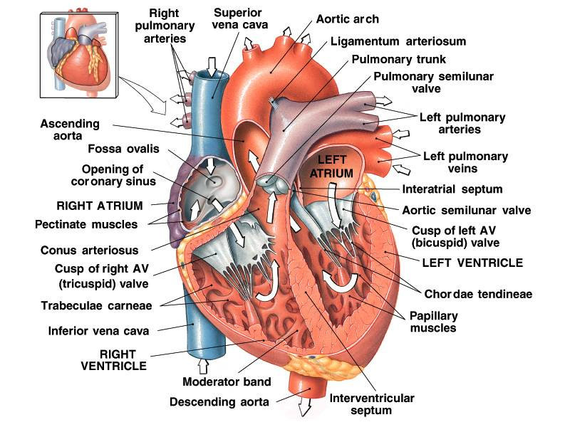 Detail Gambar Sistem Kardiovaskuler Nomer 11