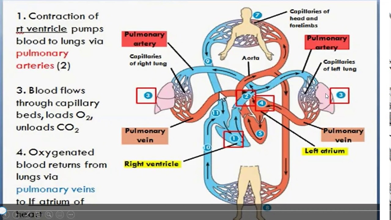 Detail Gambar Sistem Kardiovaskuler Nomer 14