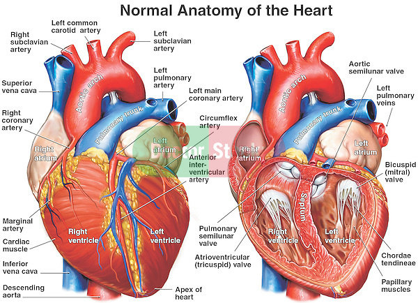 Detail Gambar Sistem Kardiovaskuler Nomer 3
