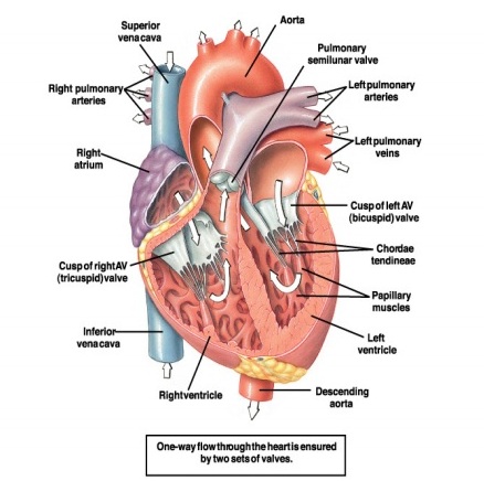 Detail Gambar Sistem Kardiovaskuler Nomer 34