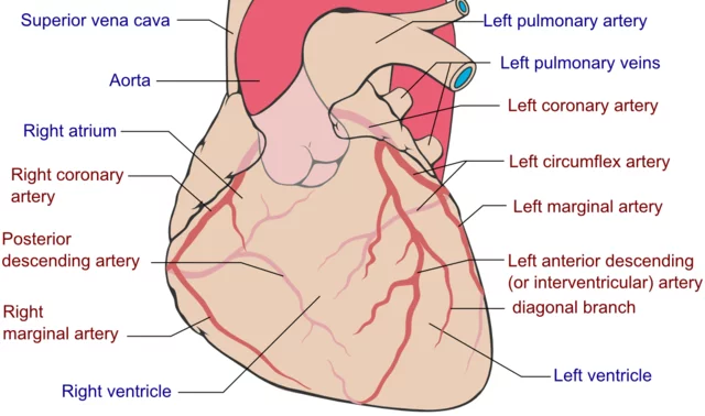 Detail Gambar Sistem Kardiovaskuler Nomer 5