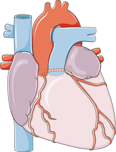 Detail Gambar Sistem Kardiovaskuler Nomer 7