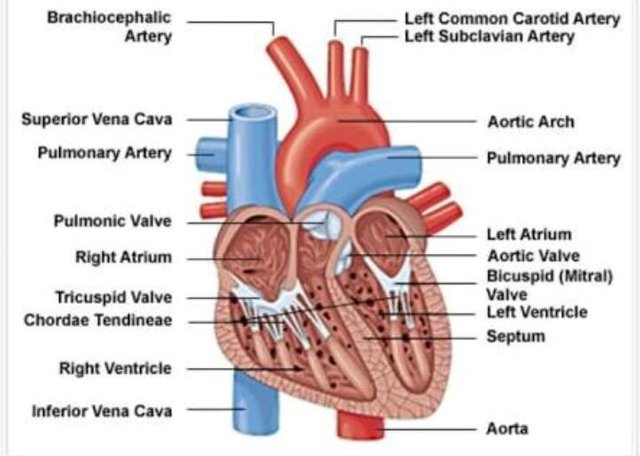 Detail Gambar Sistem Kardiovaskuler Nomer 8