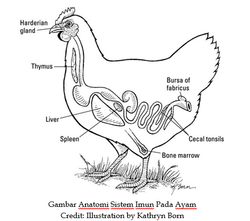 Detail Gambar Sistem Kekebalan Tubuh Ayam Nomer 2