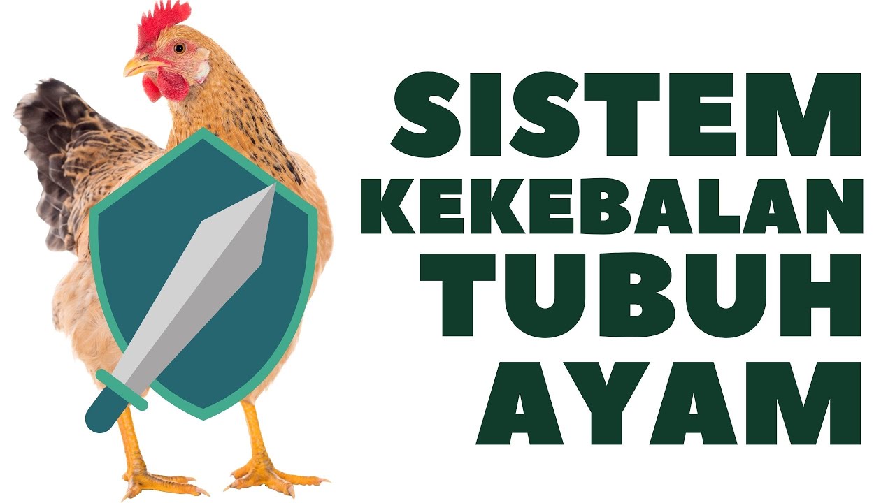 Detail Gambar Sistem Kekebalan Tubuh Ayam Nomer 21