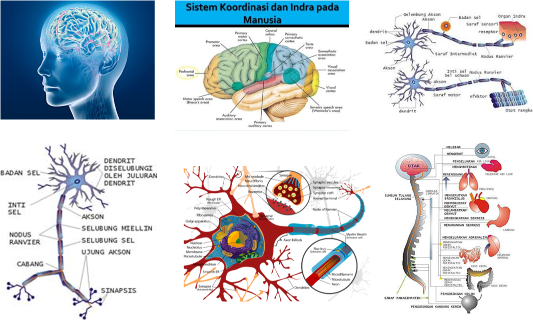 Detail Gambar Sistem Koordinasi Nomer 11