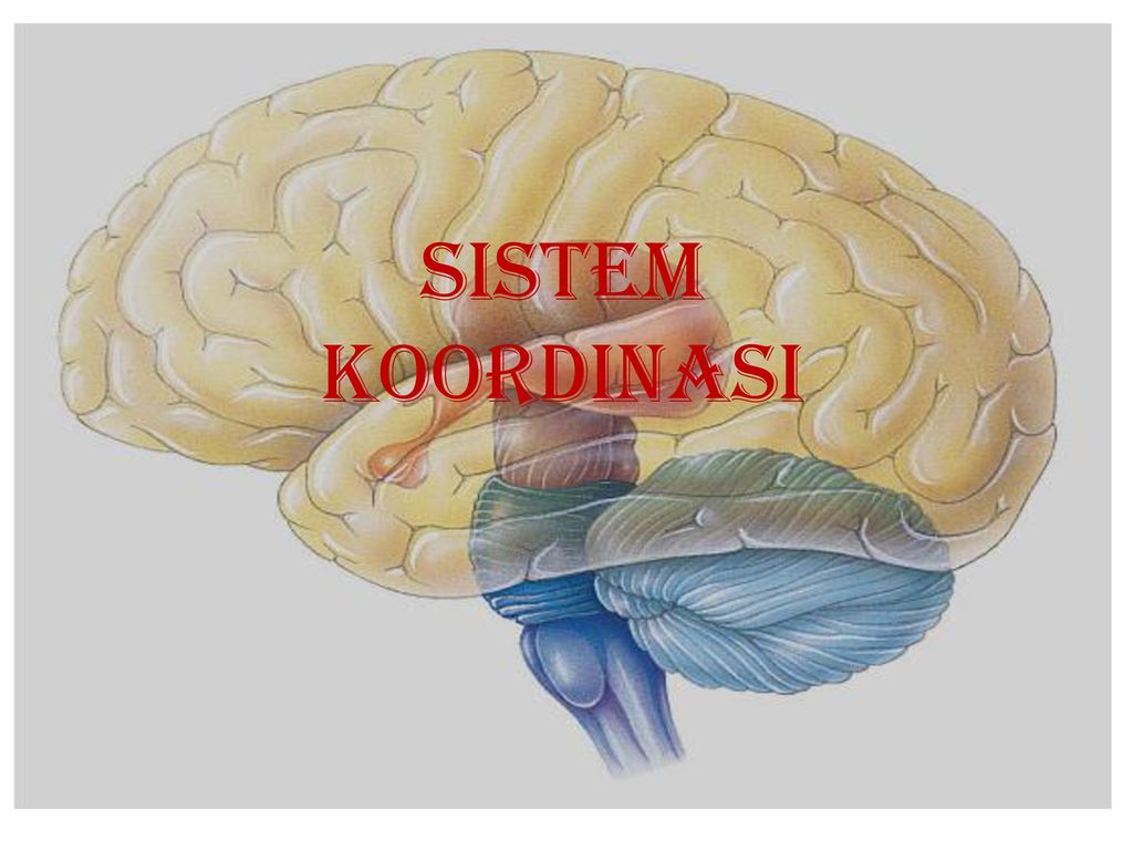 Detail Gambar Sistem Koordinasi Nomer 27