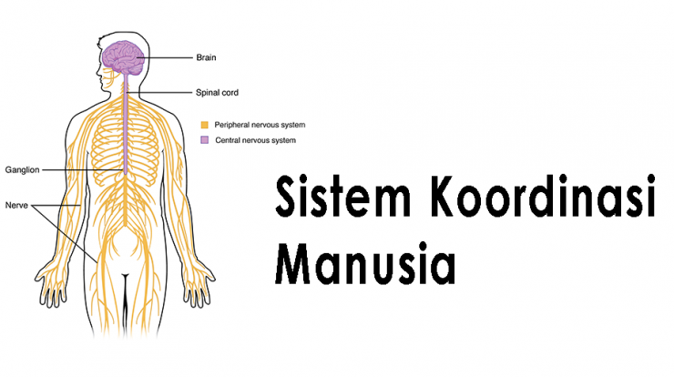 Detail Gambar Sistem Koordinasi Nomer 32