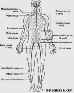 Detail Gambar Sistem Koordinasi Nomer 33