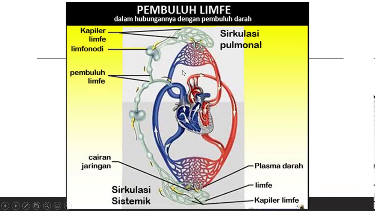 Detail Gambar Sistem Limfatik Nomer 10