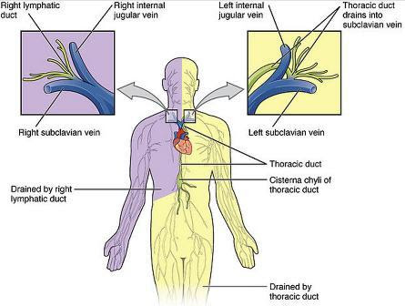 Detail Gambar Sistem Limfatik Nomer 16
