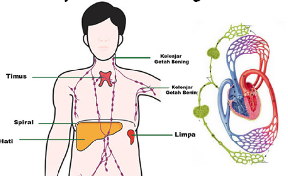 Detail Gambar Sistem Limfatik Nomer 19