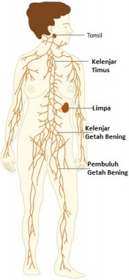 Detail Gambar Sistem Limfatik Nomer 22