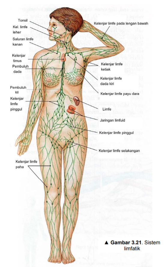 Detail Gambar Sistem Limfatik Nomer 23