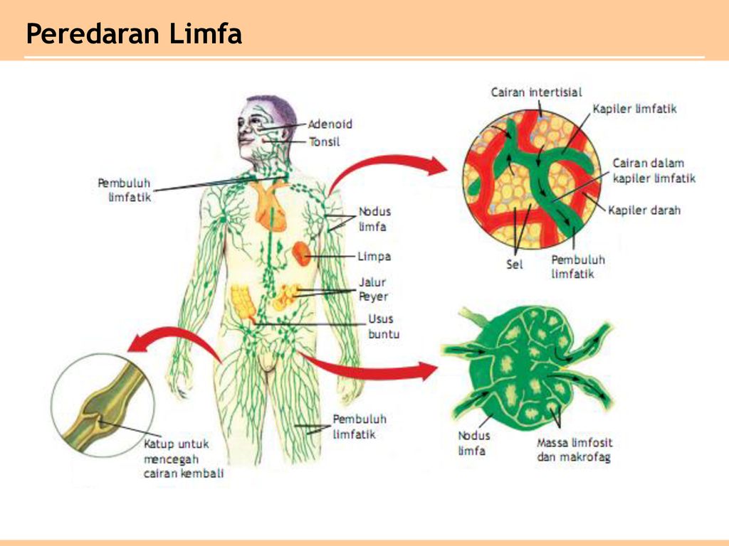 Detail Gambar Sistem Limfatik Nomer 25