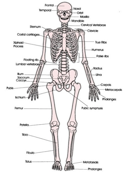 Gambar Sistem Muskuloskeletal - KibrisPDR