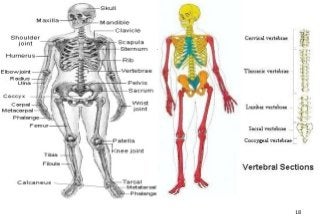 Detail Gambar Sistem Muskuloskeletal Nomer 10