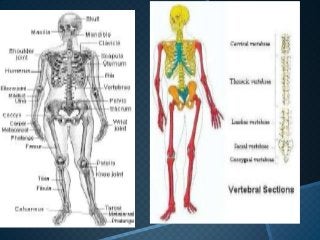 Detail Gambar Sistem Muskuloskeletal Nomer 20