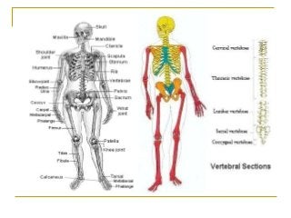 Detail Gambar Sistem Muskuloskeletal Nomer 23