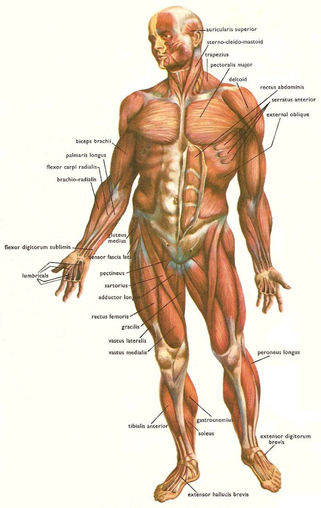 Detail Gambar Sistem Muskuloskeletal Nomer 38