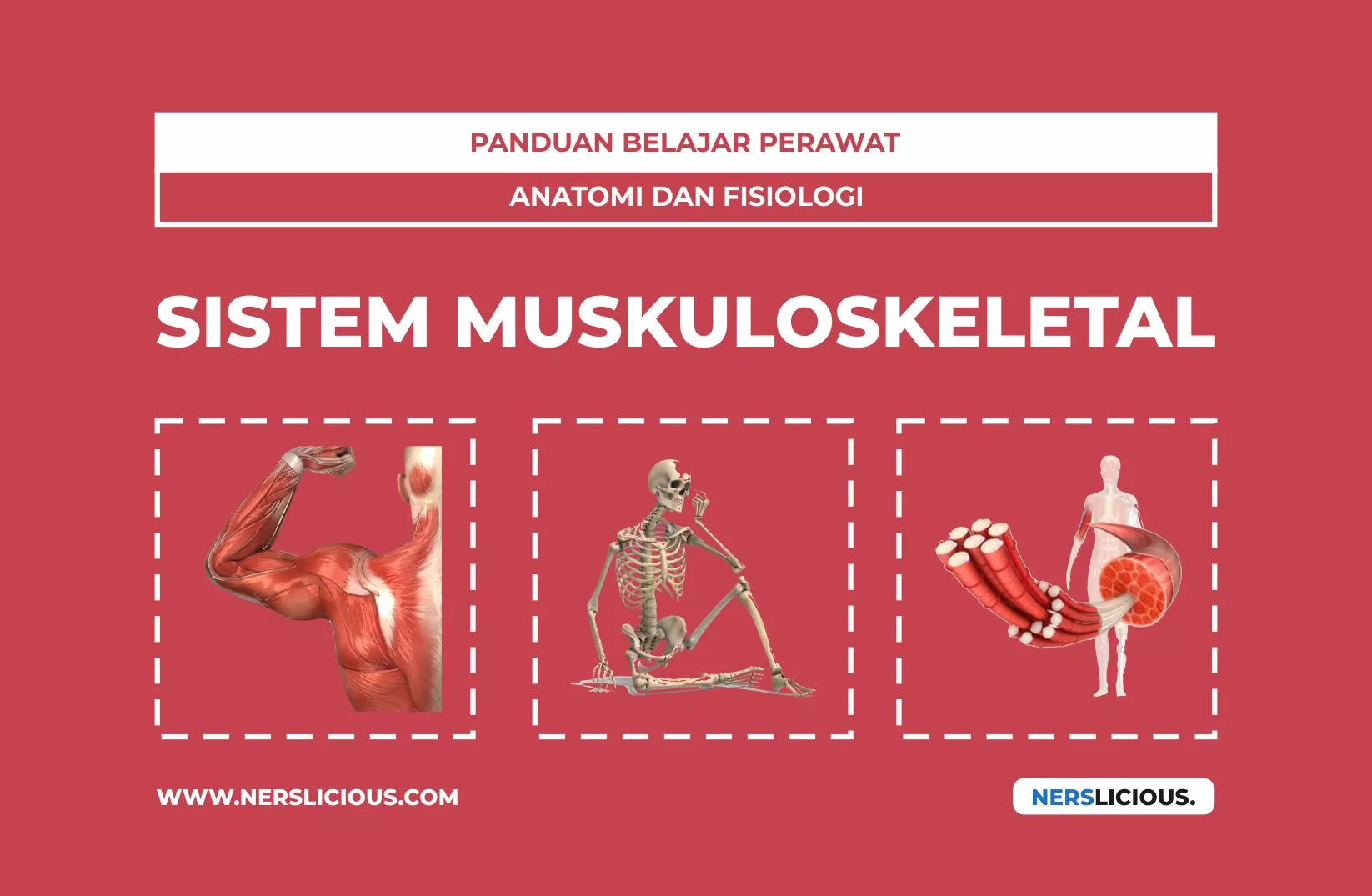 Detail Gambar Sistem Muskuloskeletal Nomer 41