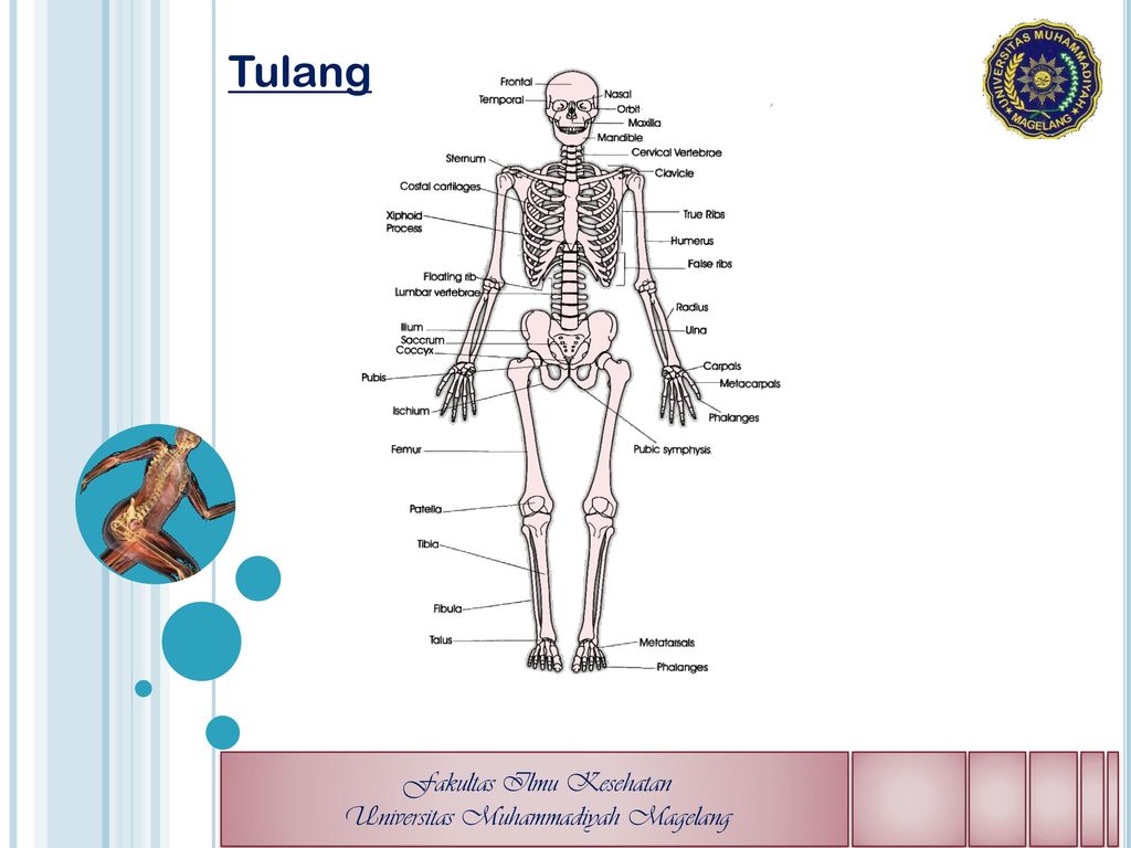 Detail Gambar Sistem Muskuloskeletal Nomer 7